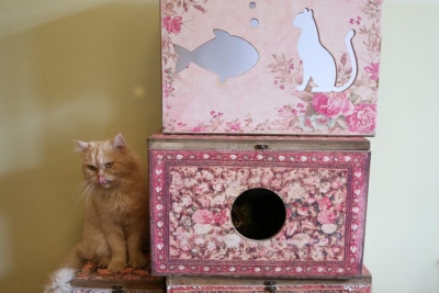 Neobičan Muzej mačaka u Teheranu: Dom za desetine malih prijatelja ljudi