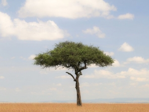 Simbol regije kojemu je presudio čovjek: Tužna priča najusamljenijeg drveta na svijetu