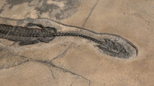 U istočnim Alpima otkriveni skeleti morskih reptila